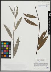 Foto von Salix alba L.